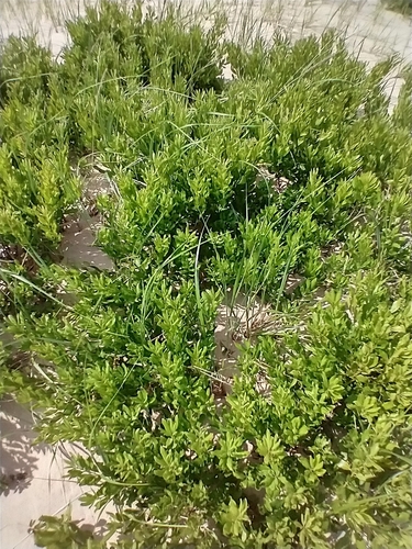 Morella pensylvanica (northern bayberry) (alternate view 2)
