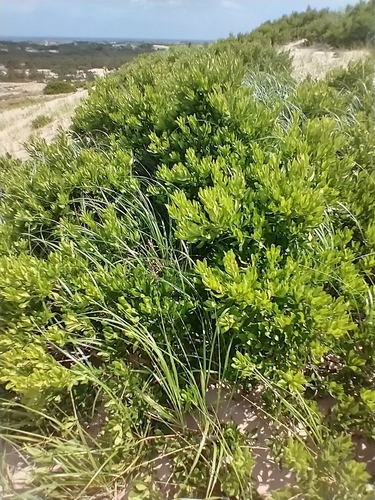 Morella pensylvanica (northern bayberry) (alternate view 3)