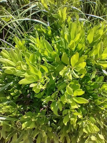 Morella pensylvanica (northern bayberry) (alternate view 4)