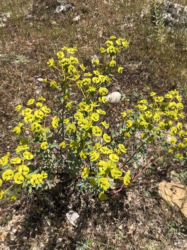 Euphorbia nicaeensis (alternate view 3)