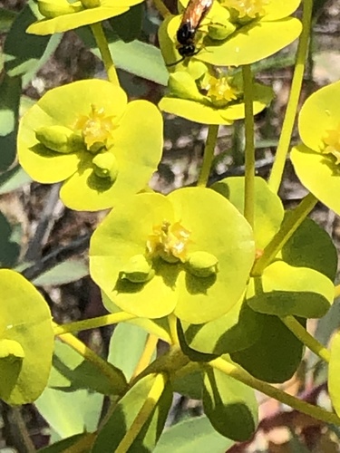 Euphorbia nicaeensis (alternate view 4)