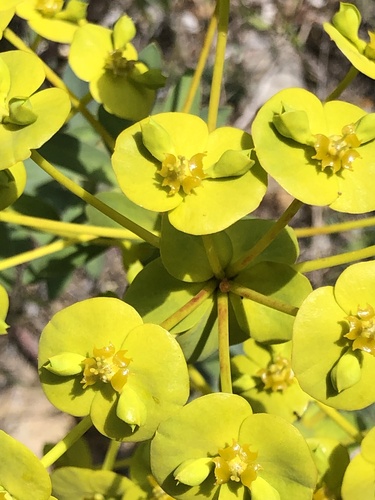 Euphorbia nicaeensis (alternate view 5)