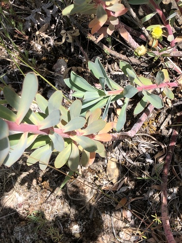 Euphorbia nicaeensis (alternate view 6)