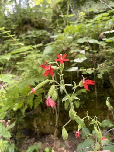 Silene virginica (fire pink) (alternate view 6)