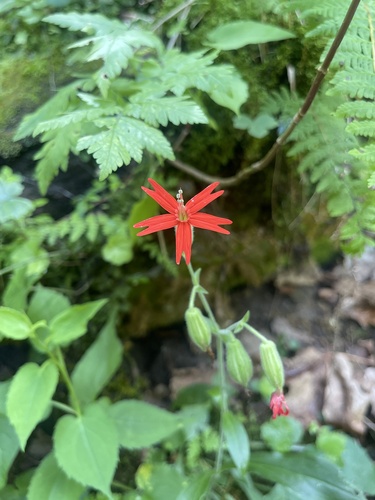 Silene virginica (fire pink) (alternate view 7)