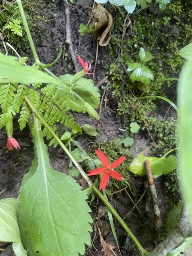Silene virginica (fire pink) (alternate view 8)