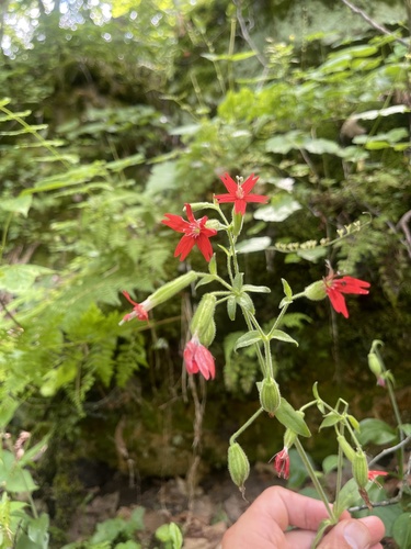Silene virginica (fire pink) (alternate view 9)