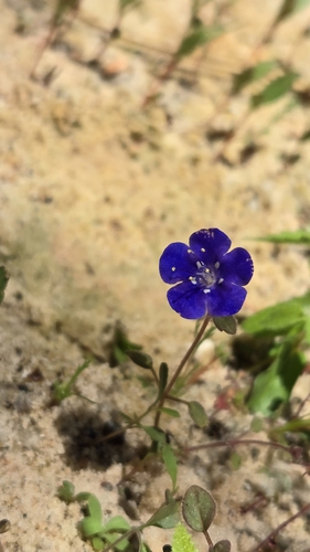 Phacelia campanularia (desert bluebells) (alternate view 2)