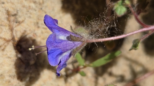 Phacelia campanularia (desert bluebells) (alternate view 3)