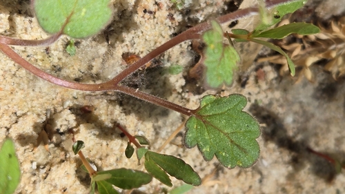 Phacelia campanularia (desert bluebells) (alternate view 4)
