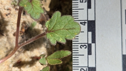 Phacelia campanularia (desert bluebells) (alternate view 5)