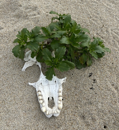 Cakile edentula (American searocket)
