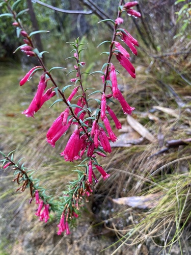 Epacris impressa (Common Heath) (alternate view 8)