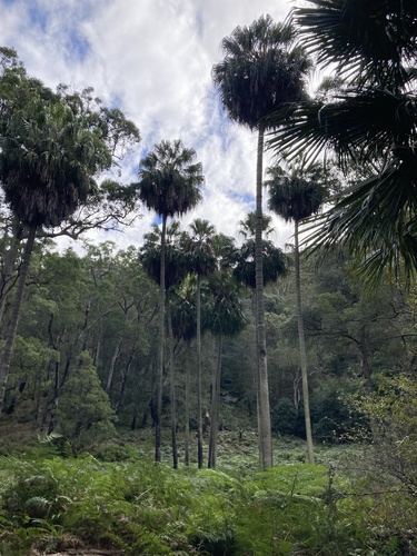 Livistona australis (Australian Fan Palm)