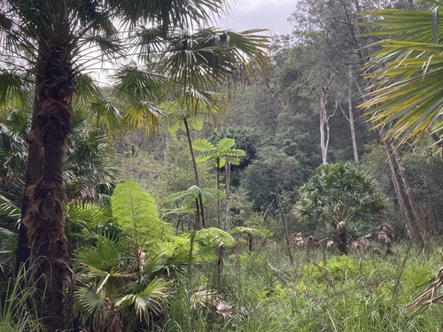 Livistona australis (Australian Fan Palm) (alternate view 2)