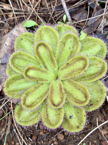Drosera collina (alternate view 4)