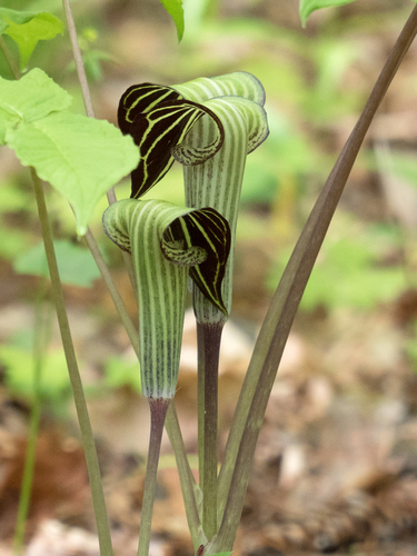 Arisaema triphyllum (Jack-in-the-pulpit)