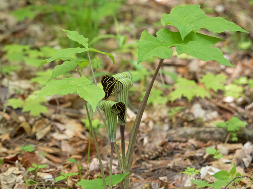 Arisaema triphyllum (Jack-in-the-pulpit) (alternate view 2)