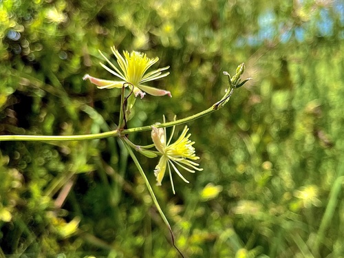 Clematis drummondii (Old Man's Beard Clematis) (alternate view 5)