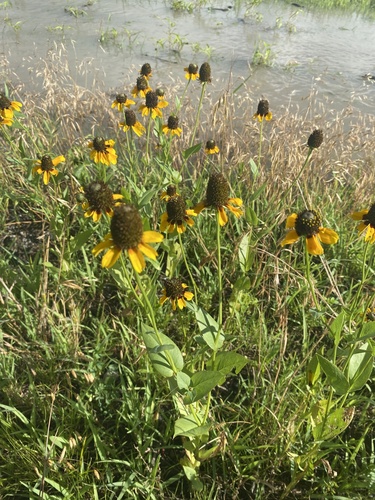 Rudbeckia amplexicaulis (clasping coneflower)