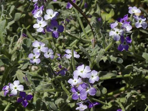 Matthiola (Stock) (alternate view 5)