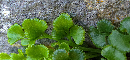 Asplenium ruta-muraria (wall-rue)