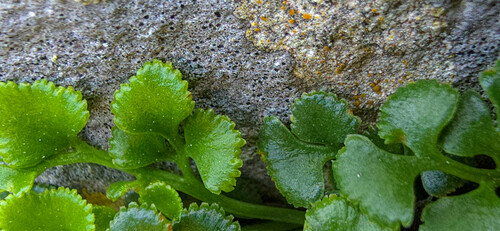 Asplenium ruta-muraria (wall-rue)