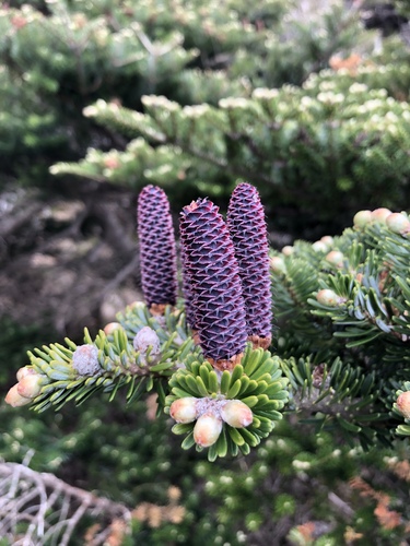 Abies koreana (Korean fir) (alternate view 2)