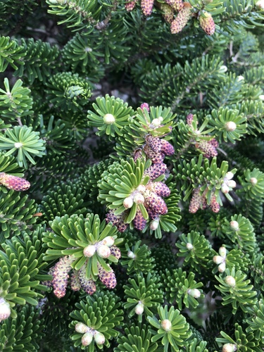 Abies koreana (Korean fir) (alternate view 3)