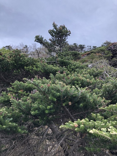 Abies koreana (Korean fir)