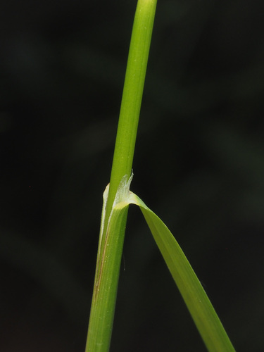 Glyceria elata (tall mannagrass) (alternate view 2)