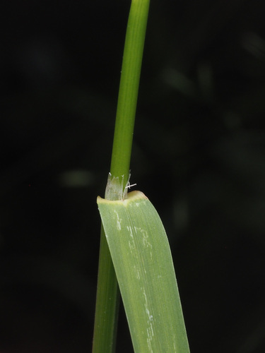 Glyceria elata (tall mannagrass) (alternate view 3)