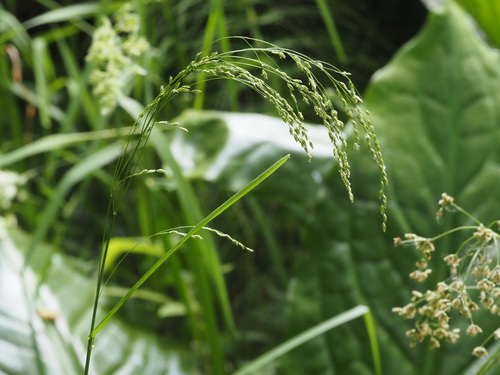 Glyceria elata (tall mannagrass)