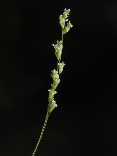 Glyceria elata (tall mannagrass) (alternate view 4)