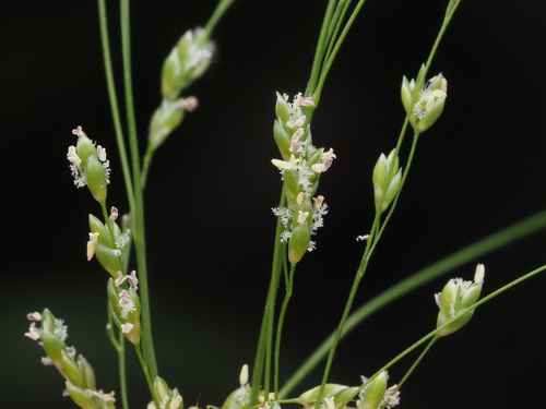 Glyceria elata (tall mannagrass) (alternate view 5)