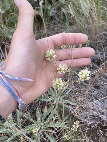 Eriogonum heracleoides (Parsnip-flowered Buckwheat)