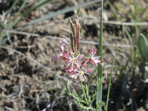 Oenothera suffrutescens (Scarlet Beeblossom) (alternate view 4)