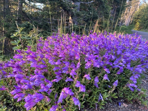 Penstemon cardwellii (Cardwell's Penstemon) (alternate view 3)