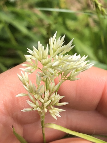 Luzula nivea (alternate view 8)