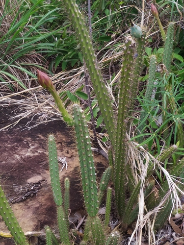 Cereus (alternate view 6)