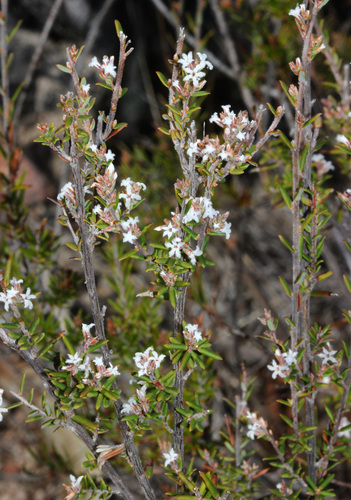 Leucopogon microphyllus (Small-leafed White Beard)