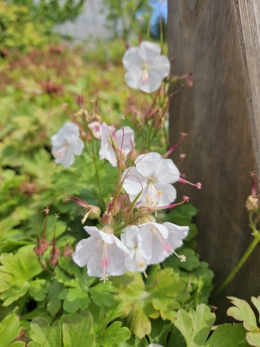 Geranium cantabrigiense (Cambridge Geranium)