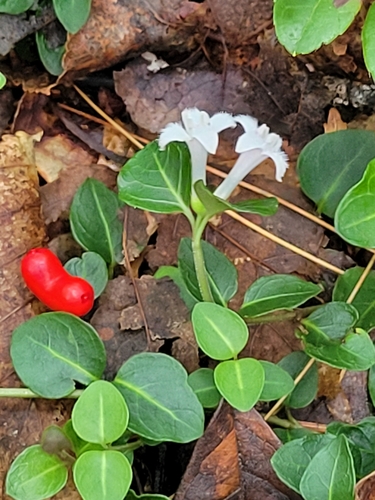 Mitchella repens (partridgeberry)