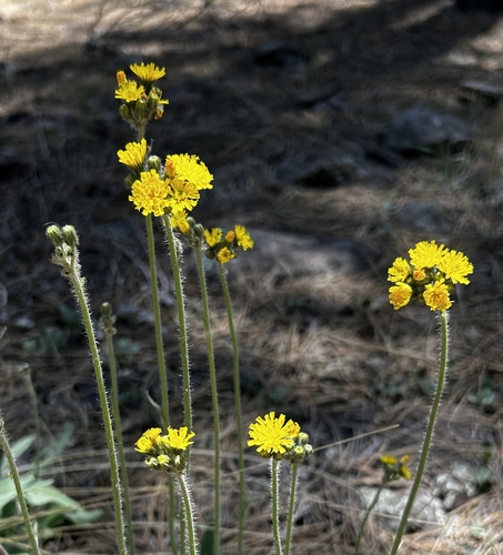 Pilosella caespitosa (meadow hawkweed) (alternate view 2)