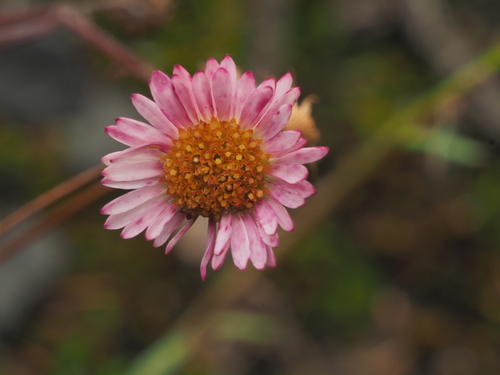 Erigeron karvinskianus (Mexican Fleabane)