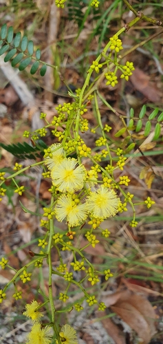 Acacia terminalis (Sunshine Wattle) (alternate view 6)