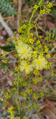 Acacia terminalis (Sunshine Wattle) (alternate view 7)