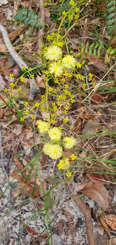 Acacia terminalis (Sunshine Wattle) (alternate view 8)