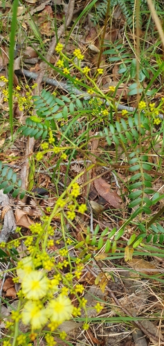 Acacia terminalis (Sunshine Wattle) (alternate view 9)