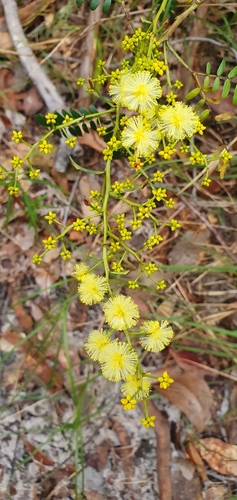 Acacia terminalis (Sunshine Wattle) (alternate view 10)